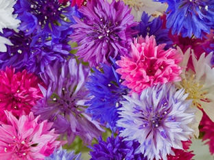 Centaurea cyanus 'Mischung hoher Sorten'
