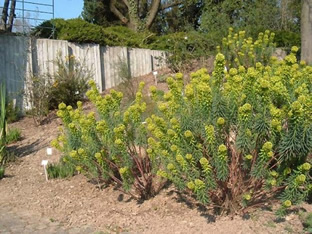 Euphorbia characias