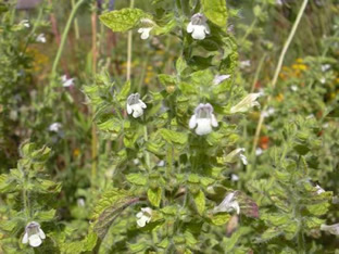 Melissa officinalis subsp. altissima