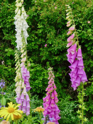 Digitalis purpurea 'Mixed Colours'