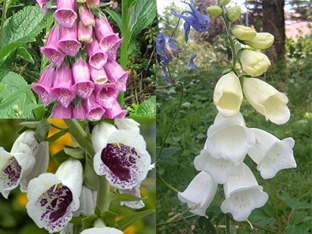 Digitalis purpurea 'Mixed Colours'