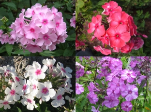 Phlox paniculata 'Neue Hybriden'