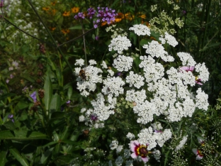 Ammi majus