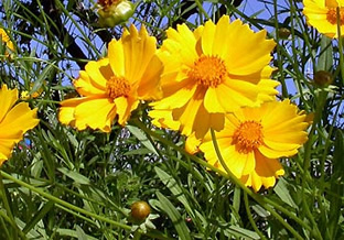 Coreopsis grandiflora 'Mayfield Giants'