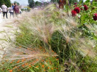 Hordeum jubatum