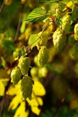 Humulus lupulus