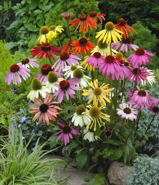 Echinacea-Hybride 'Paradiso'