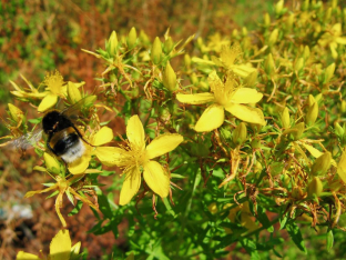 Hypericum perforatum 'Topaz'