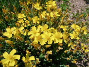 Hypericum polyphyllum