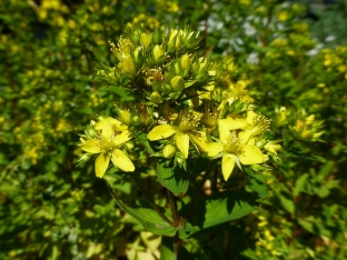 Hypericum tetrapterum