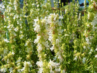 Hyssopus officinalis 'Albus'