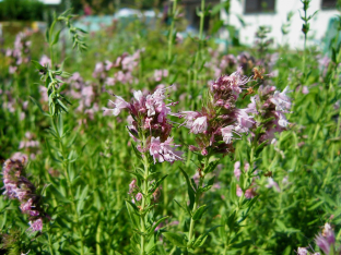 Hyssopus officinalis 'Roseus'