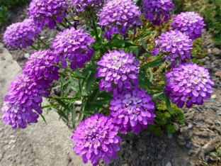 Iberis umbellata 'Lilac'