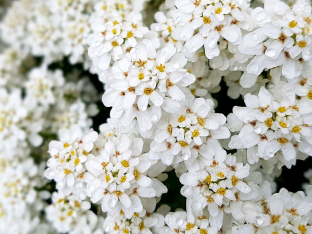 Iberis umbellata 'White Flash'