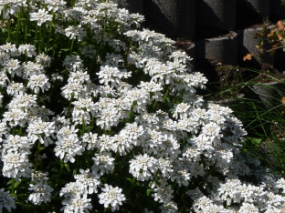 Iberis sempervirens 'Schneeflocke'