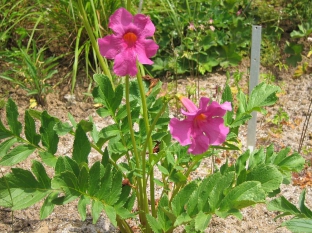 Incarvillea delavayi