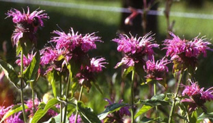 Monarda 'Panorama'