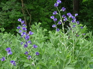 Baptisia australis