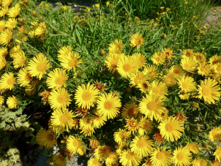 Inula ensifolia