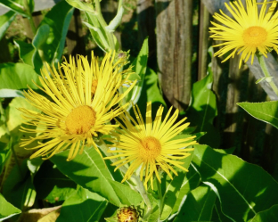 Inula helenium