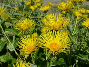 Inula magnifica