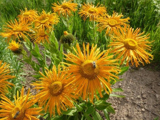 Inula orientalis