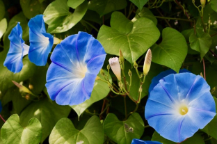 Ipomoea 'Clarks Heavenly Blue'