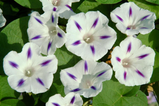 Ipomoea 'Milky Way'