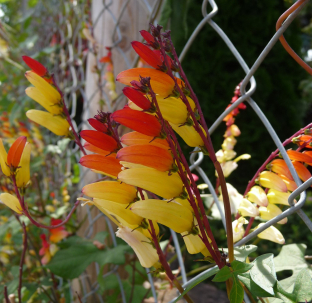 Ipomoea (Mina) lobata