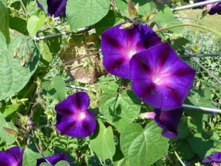 Ipomoea 'Grandpa Ott'