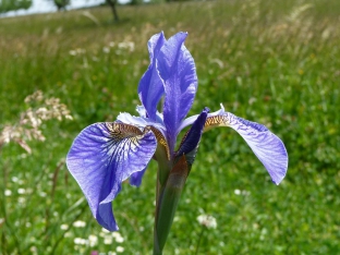 Iris sibirica