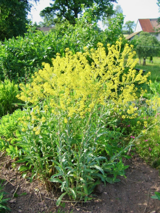 Isatis tinctoria