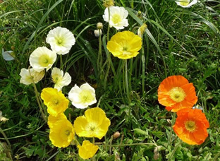 Papaver nudicaule (Mischung)