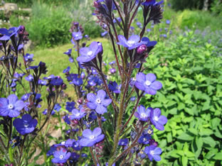 Anchusa azurea (italica)