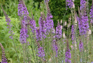 Linaria purpurea