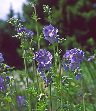 Polemonium caeruleum