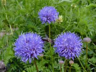 Jasione laevis