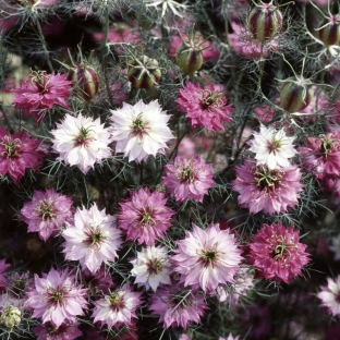 Nigella damascena 'Mulberry Rose'