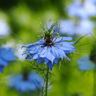 Nigella damascena 'Miss Jekyll'