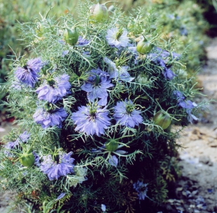 Nigella damascena 'Blue Midget'