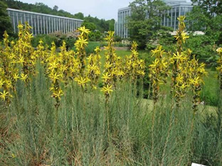 Asphodeline lutea