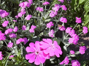 Lychnis flos-jovis