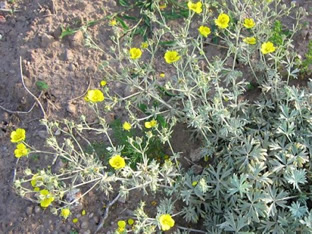 Potentilla argentea var. calabra