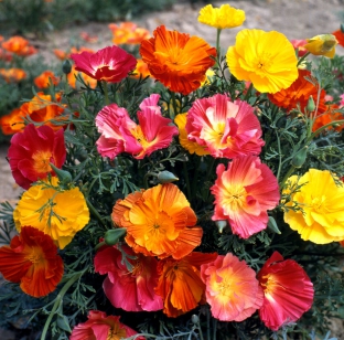 Eschscholzia californica 'Thai Silk Mischung'