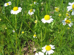 Matricaria recutita