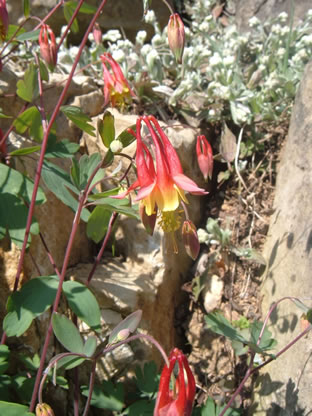 Aquilegia canadensis