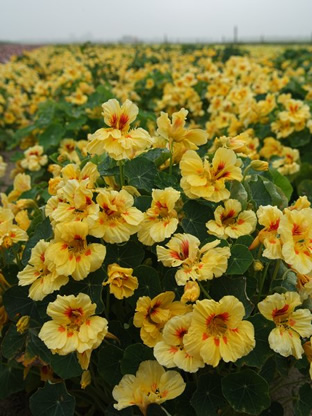 Tropaeolum minus 'Jewel Peach Melba'