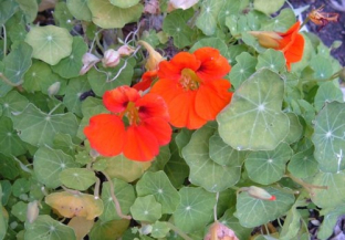 Tropaeolum majus