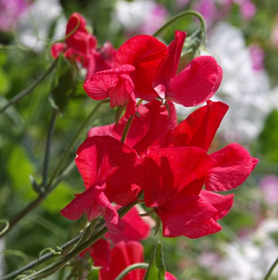 Lathyrus odoratus 'Royal Scarlet'