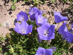 Campanula carpatica